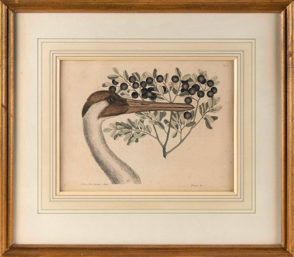 MARK CATESBY (ENGLAND/SOUTH