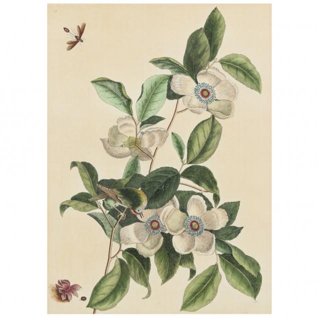 MARK CATESBY (ENGLISH,