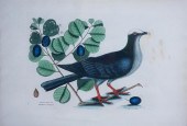 MARK CATESBY (ENGLISH, 1683-17