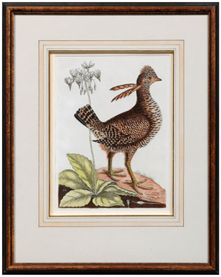 Mark Catesby engraving (British,