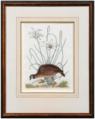 Mark Catesby engraving (British,