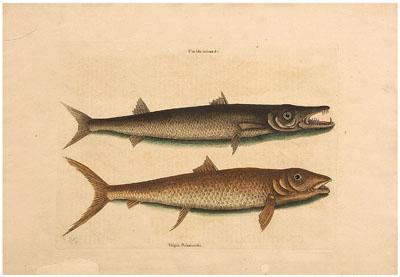 Mark Catesby engraving (British,