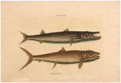 Mark Catesby engraving (Britis