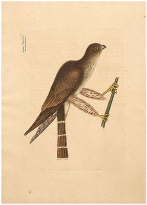 Mark Catesby engraving (British,