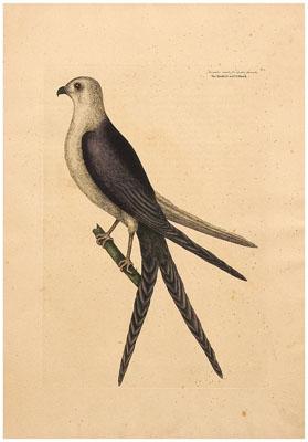 Mark Catesby engraving (British,