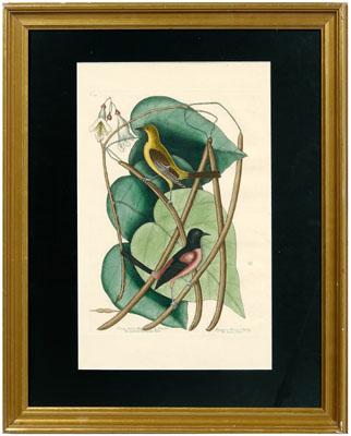 Mark Catesby engraving (British,