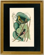 Mark Catesby engraving (Britis