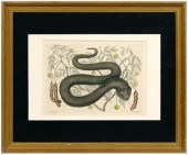 Mark Catesby engraving (Britis