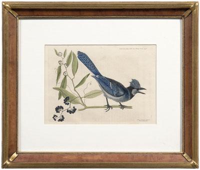Mark Catesby engraving (British,
