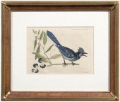Mark Catesby engraving (Britis