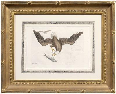 Mark Catesby engraving (British,