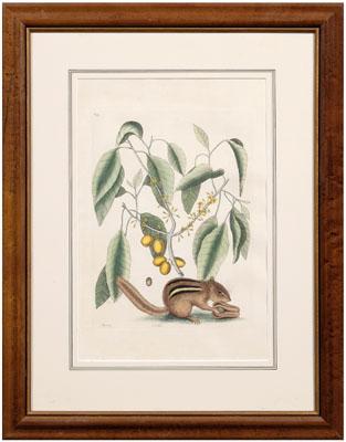Mark Catesby engraving (British,