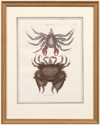 Mark Catesby engraving (British,