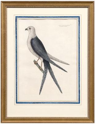 Mark Catesby engraving (British,