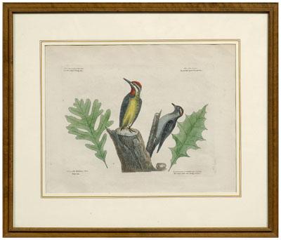 Mark Catesby engraving (British,