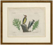 Mark Catesby engraving (Britis