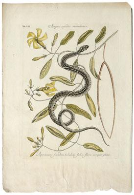 Mark Catesby engraving (British,