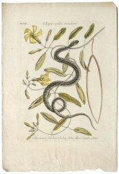 Mark Catesby engraving (Britis