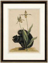 Mark Catesby engraving (Britis