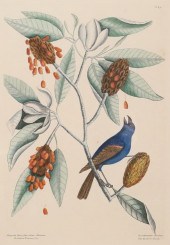 MARK CATESBY ENGRAVING THE BLE