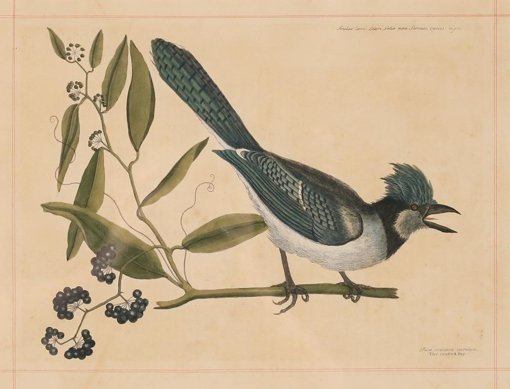 MARK CATESBY ENGRAVING THE BLUE