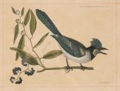 MARK CATESBY ENGRAVING THE BLU