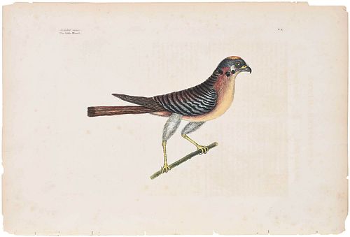 MARK CATESBY ENGRAVING(British,