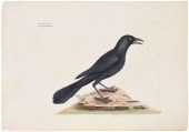 MARK CATESBY ENGRAVING(British