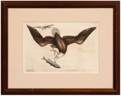 Mark Catesby etching (British,