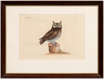 Mark Catesby etching (British,