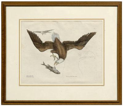 Mark Catesby etching (British,