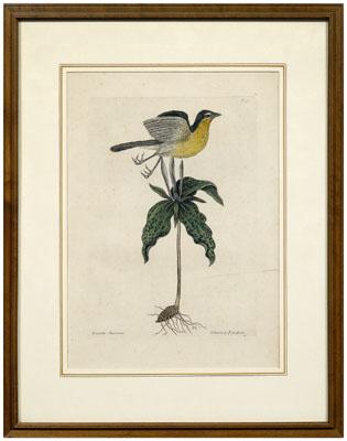 Mark Catesby etching (British,