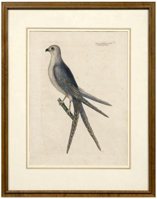 Mark Catesby etching (British,