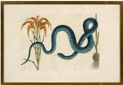 Mark Catesby etching (British,