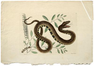 Mark Catesby etching (British,