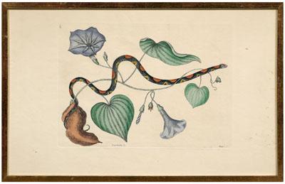 Mark Catesby etching (British,