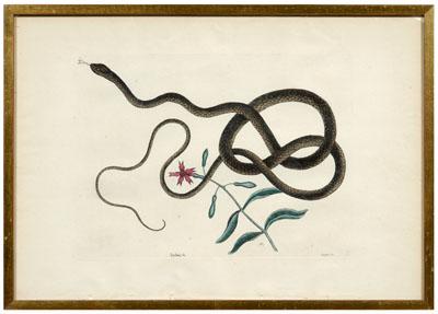 Mark Catesby etching (British,