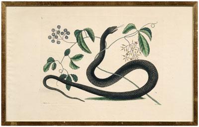 Mark Catesby etching (British,
