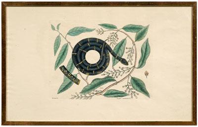 Mark Catesby etching (British,