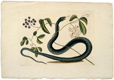 Mark Catesby etching (British,