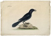 Mark Catesby etching (British,