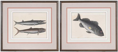 MARK CATESBY, FIRST EDITIONTwo fish