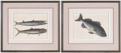 MARK CATESBY, FIRST EDITIONTwo