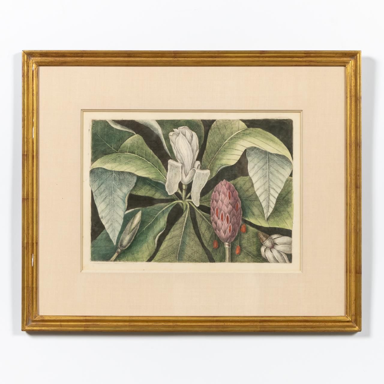 MARK CATESBY, MAGNOLIA, HAND