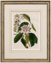 Mark Catesby print (British, 1