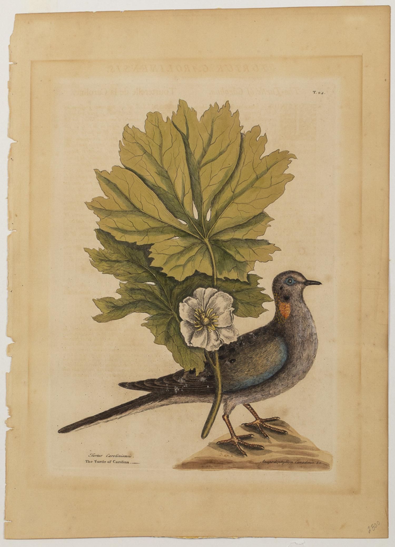 MARK CATESBY, THE TURTLE OF