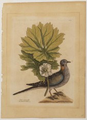 MARK CATESBY, THE TURTLE OF CA