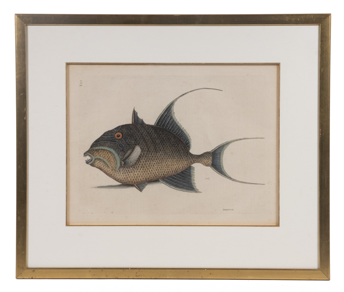 MARK CATESBY (UK, 1683-1749)