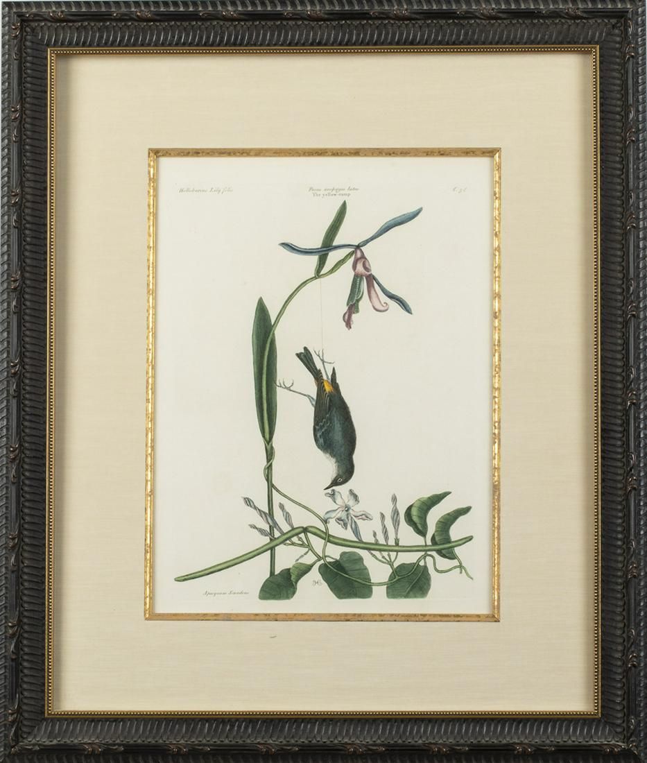MARK CATESBY, YELLOW RUMP, HAND