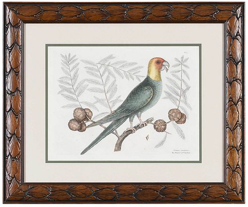 MARK CATESBY(British, 1679-1749) T.
